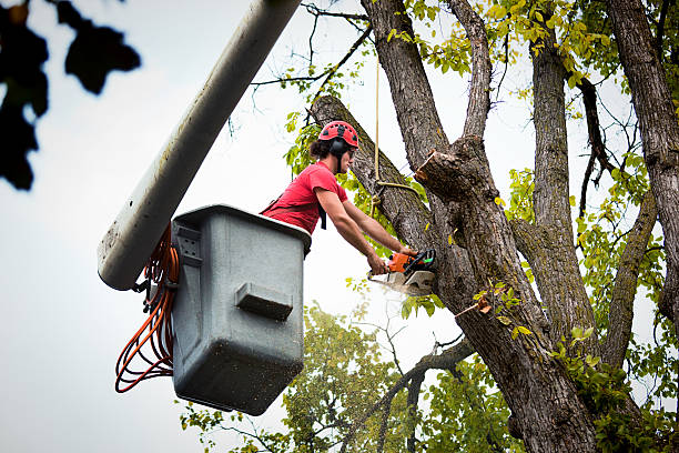 Best Hazardous Tree Removal  in Panther Valley, NJ